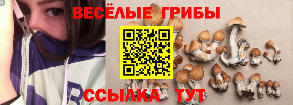 Галлюциногенные грибы Cubensis Волгоград